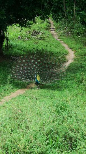 Hotel Bird Paradise Sigiriya Exterior foto